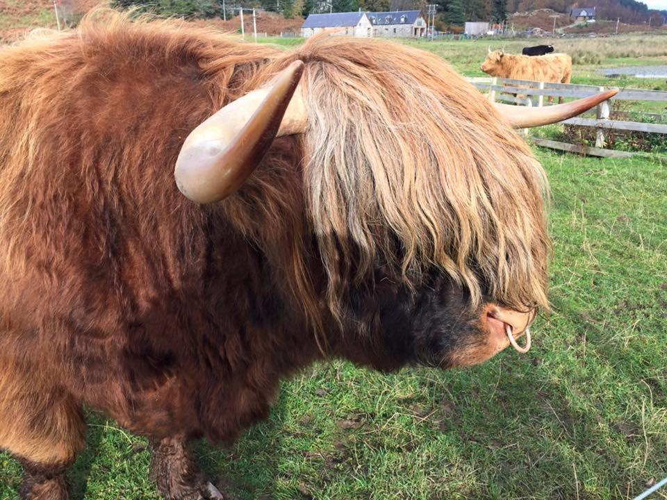 Balachladaich Loch Ness B&B Dores Екстер'єр фото